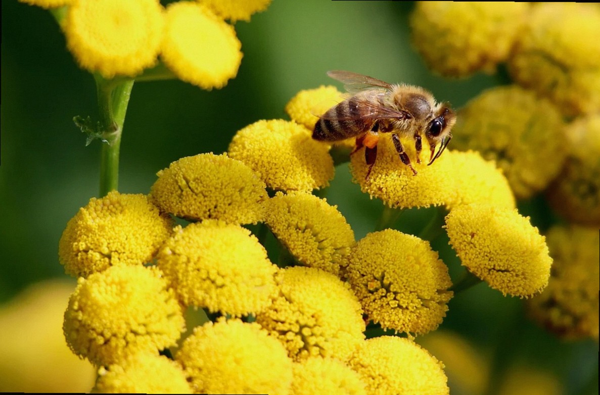 tanáceto, abeja melífera, insecto, polinizar, polinización, flores amarillas, inflorescencias, floreciendo, jardín, natu