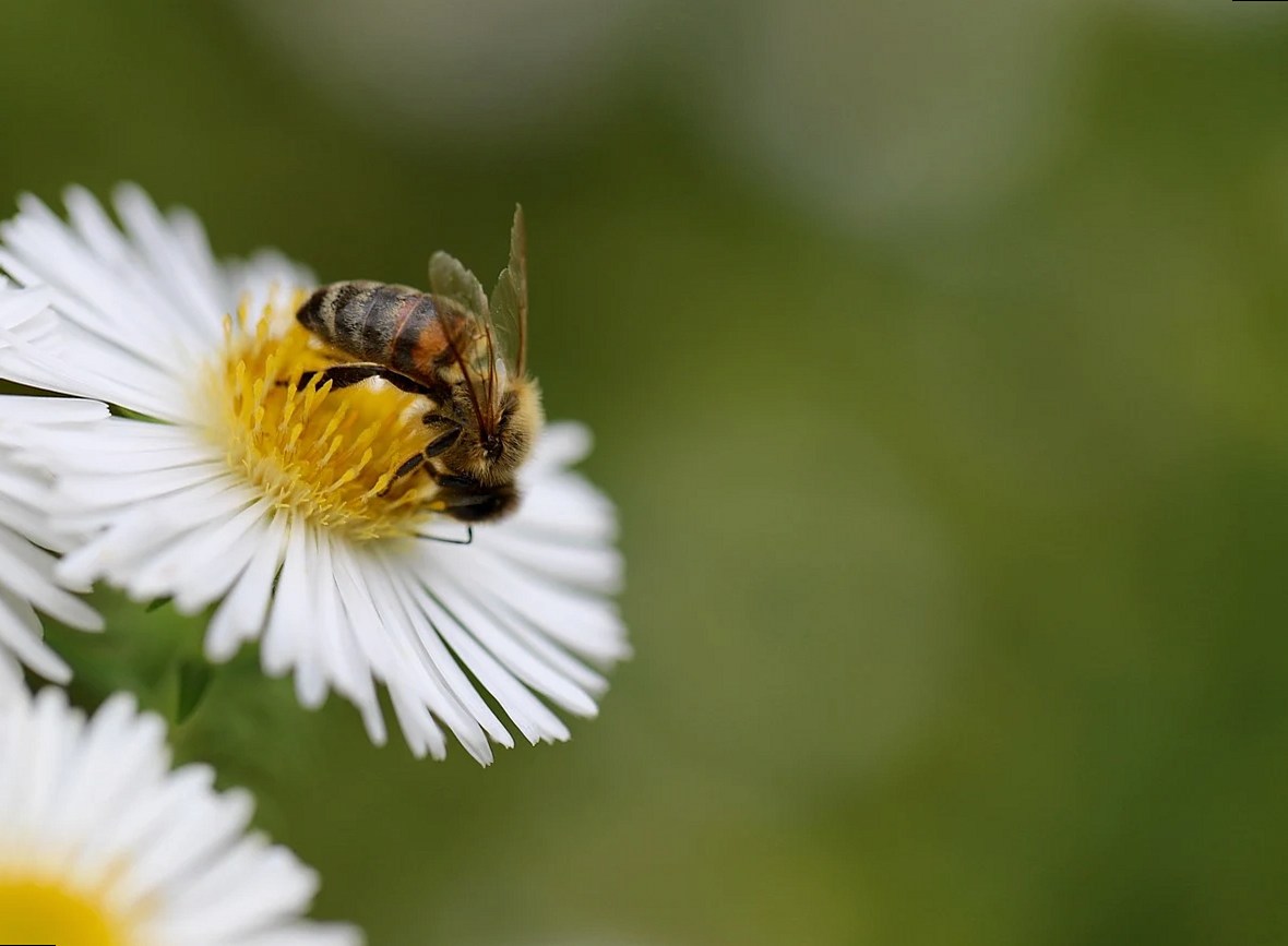 abeja, abeja melífera, insecto, polinización, aster, flor blanca, polinizar, pétalos, flores blancas